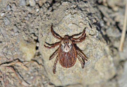 Dermacentor marginatus